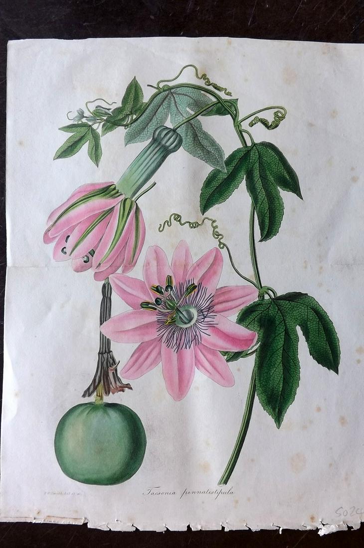 Paxton, Joseph 1834 HC Double Botanical. Passion Flower (1 of 2)