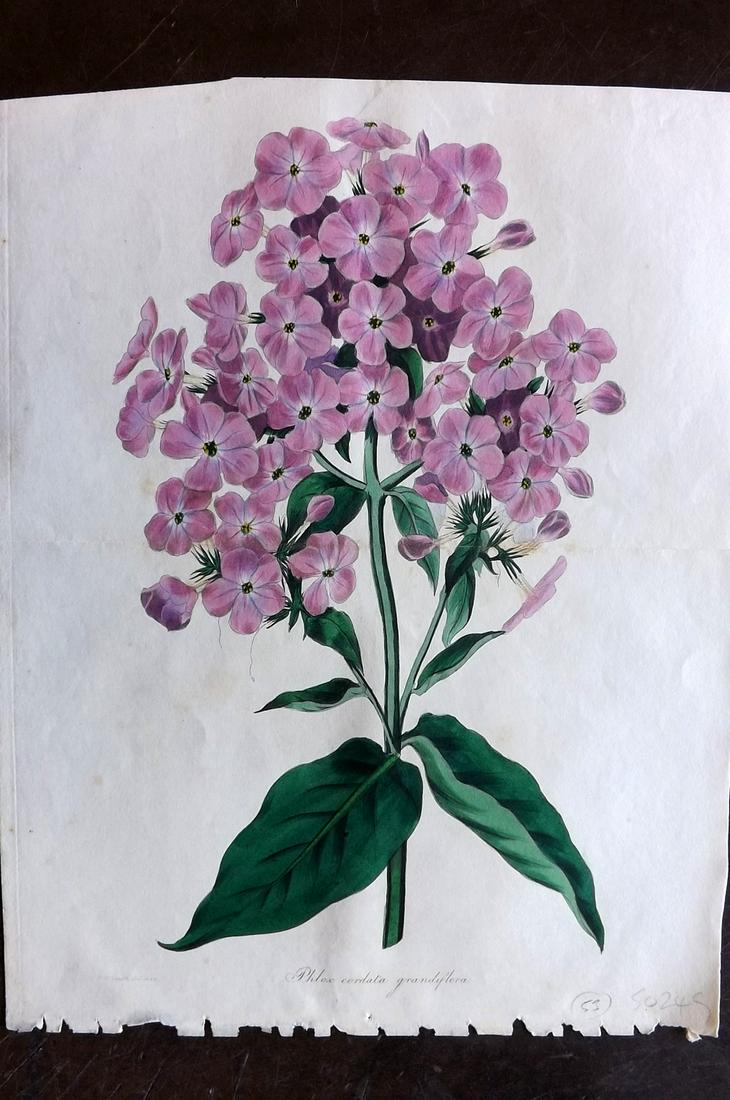 Paxton, Joseph 1834 HC Double Botanical. Phlox (1 of 2)