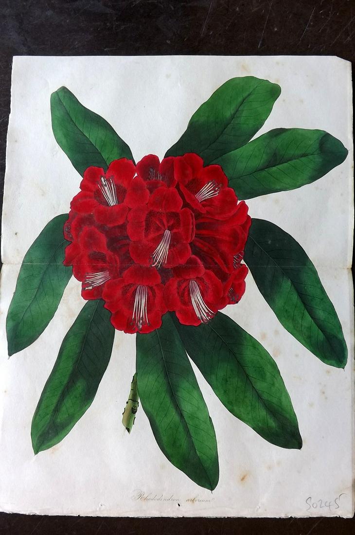Paxton, Joseph 1834 HC Double Botanical. Rhododendron (1 of 2)