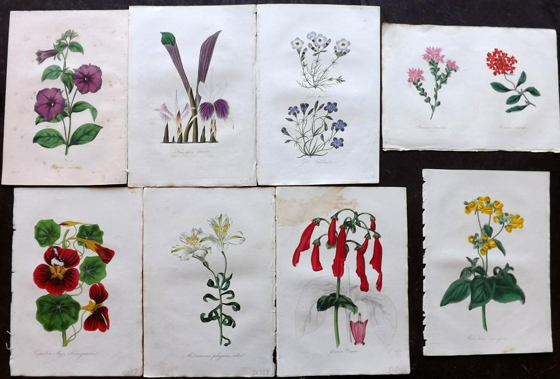 Paxton, Joseph 1834 Lot of 8 HCol Botanical Prints: Hand Colored Etchings Published 1834-49, London for "Paxton's Magazine of Botany" by Joseph Paxton. With accompanying descriptive text. Centre fold as published. Paper Size: 9 x 6 inch (23 x 15cm) One