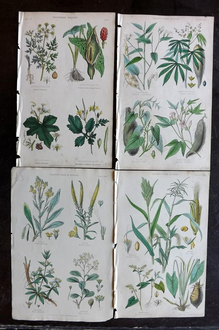 Rhind, William 1862 Lot of 4 Hand Col Botanical Prints (1 of 2)