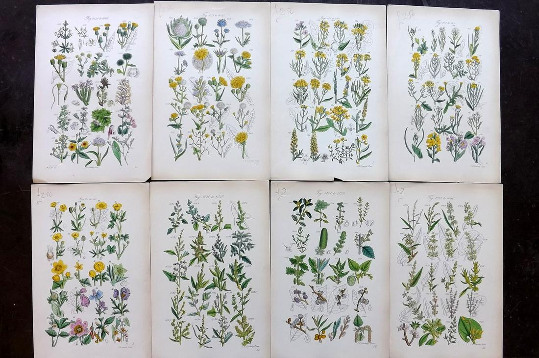 Sowerby & Johnson 1862 Lot of 8 HCol Botanical Prints (1 of 2)