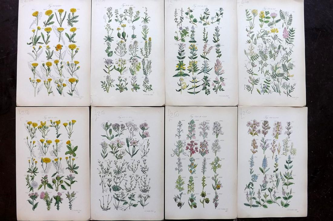 Sowerby & Johnson 1862 Lot of 8 HCol Botanical Prints (1 of 2)