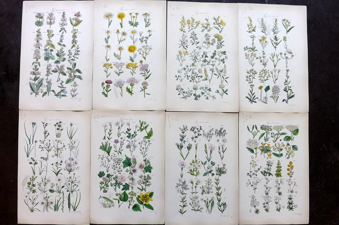 Sowerby & Johnson 1862 Lot of 8 HCol Botanical Prints (1 of 2)