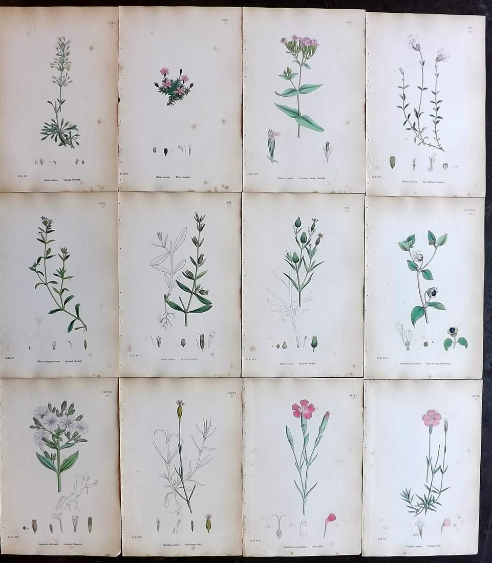Sowerby, James 1873 Lot of 12 HCol Botanical Prints (1 of 2)