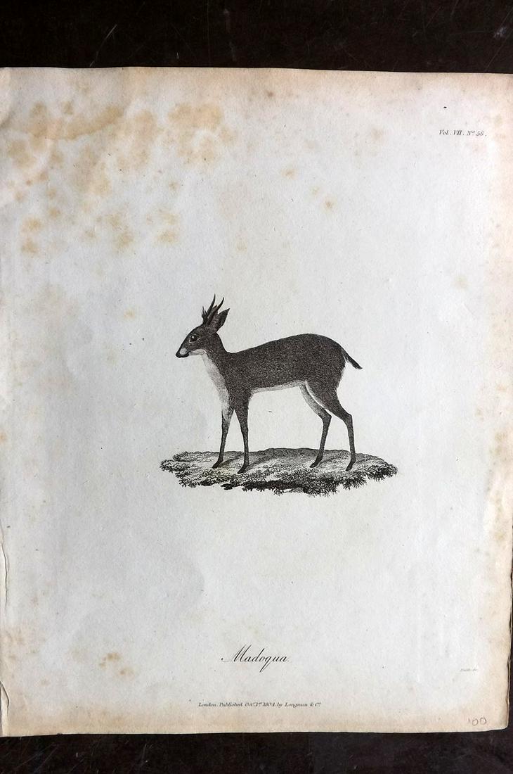 Bruce, James 1813 Antique Print. Madoqua: Copper Plate Published 1813, Edinburgh for "Travels to discover the source of the Nile" by James Bruce. Paper Size: 12 x 9.5 inch (30 x 24cm) Water stain in top margin and toning present.