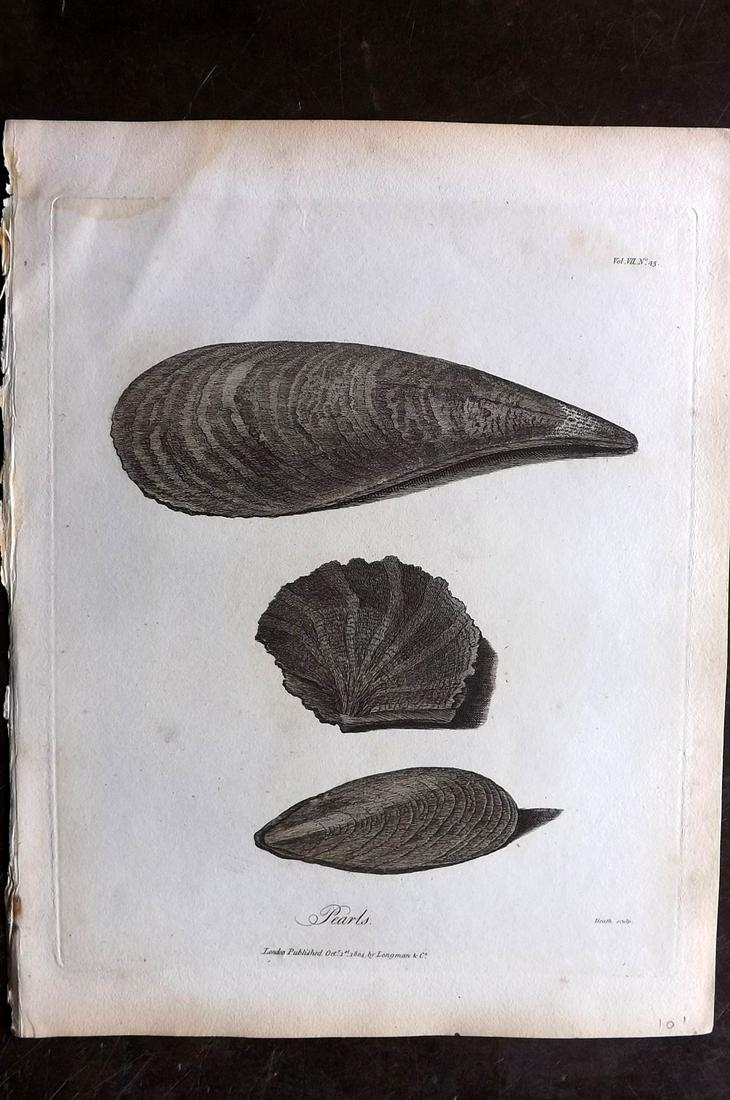 Bruce, James 1813 Antique Print. Pearl Shells (1 of 2)