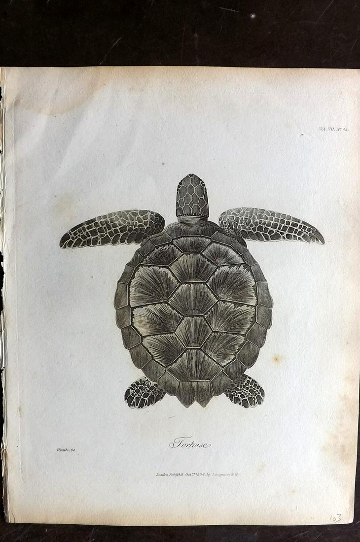 Bruce, James 1813 Antique Print. Tortoise (1 of 2)