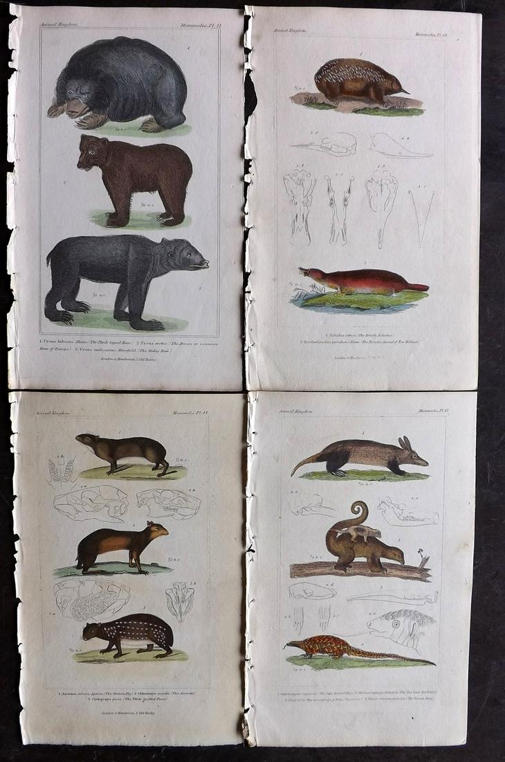 Cuvier, Baron 1837 Lot of 4 Hand Col Animal Prints (1 of 2)