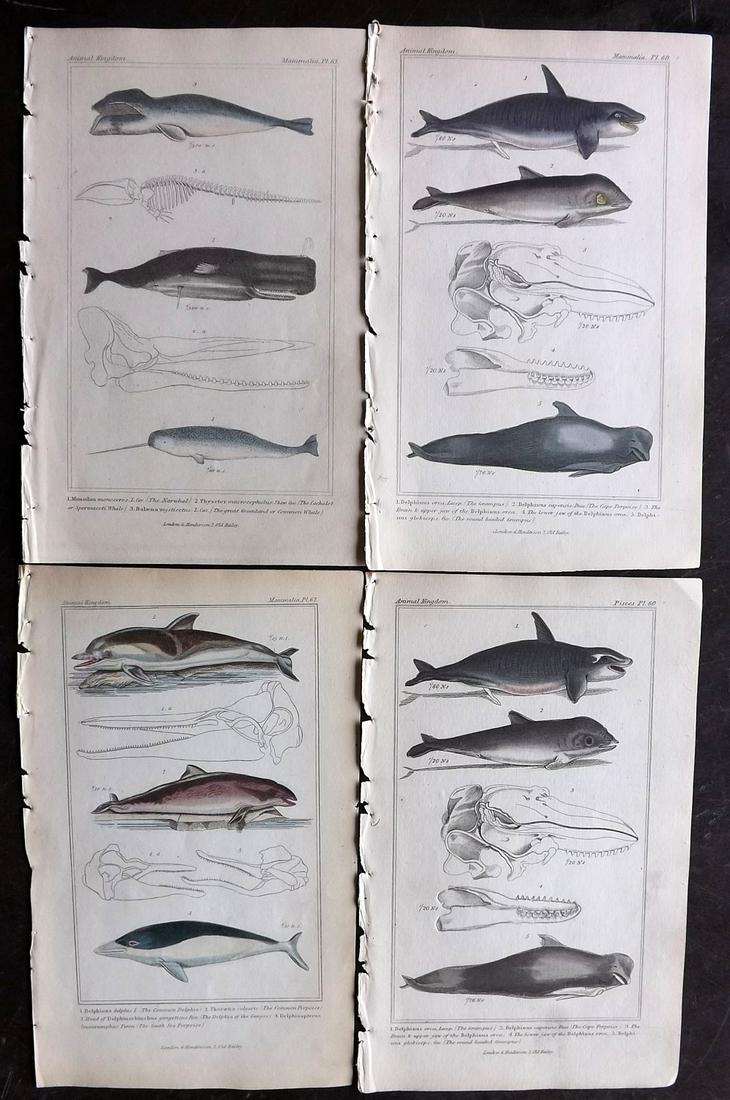 Cuvier, Baron 1837 Lot of 4 HC Prints Dolphins & Whales: Hand Colored Steel Engravings/Etchings Published 1834-7 by G. Henderson, London for "The Animal Kingdom, Arranged According to its Organization and an Introduction to Comparative Anatomy..." by the Ba