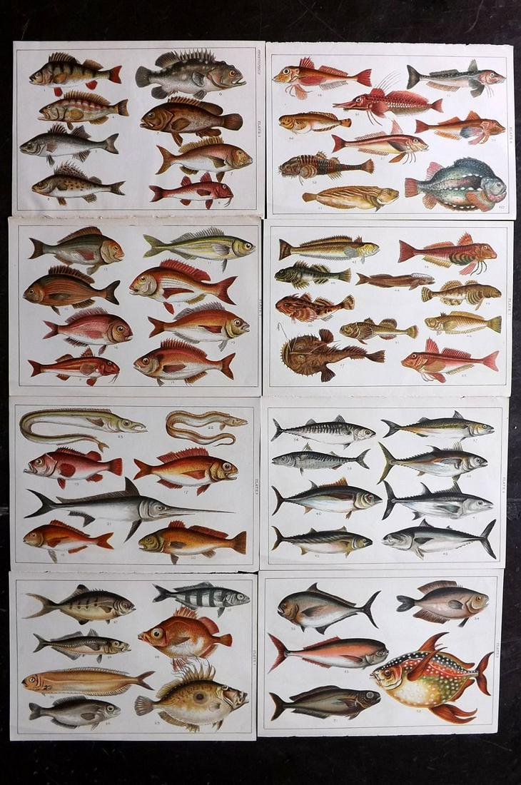 Gordon, W. J. C1900 Lot of 8 Antique Fish Prints: Chromolithographs Published C1900, London for the "Our Country's" Series by W. J. Gordon. Paper Size: 7.5 x 5 inch (19 x 13cm) Good Condition