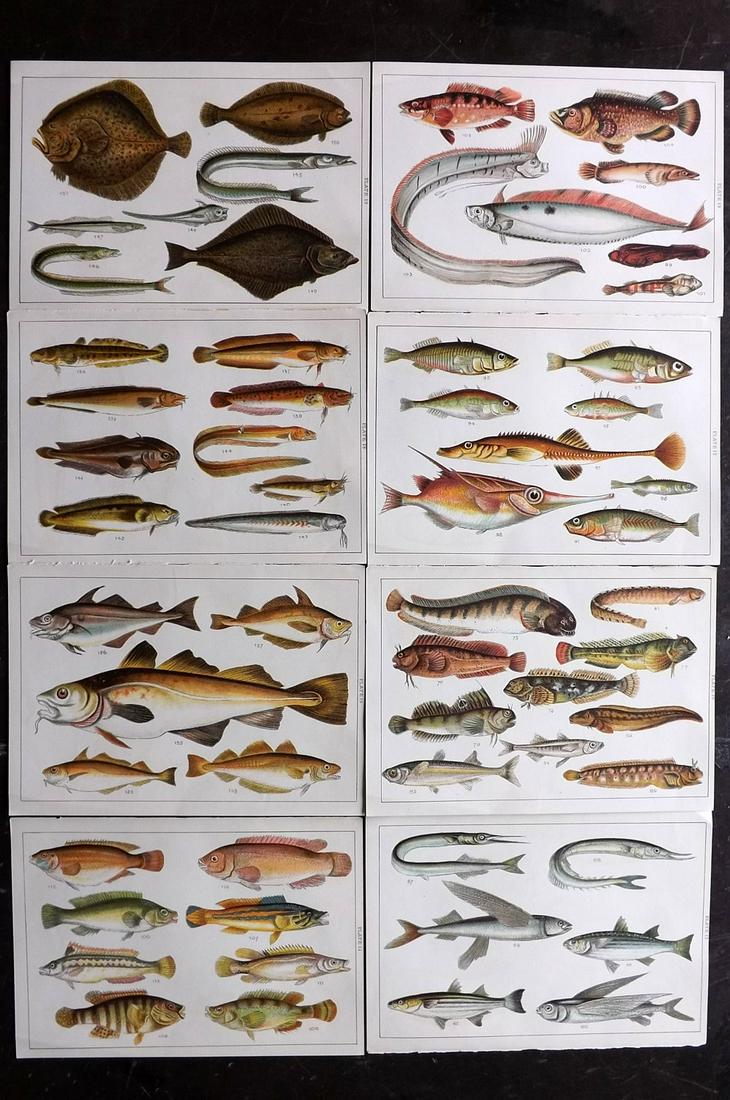 Gordon, W. J. C1900 Lot of 8 Antique Fish Prints: Chromolithographs Published C1900, London for the "Our Country's" Series by W. J. Gordon. Paper Size: 7.5 x 5 inch (19 x 13cm) Good Condition