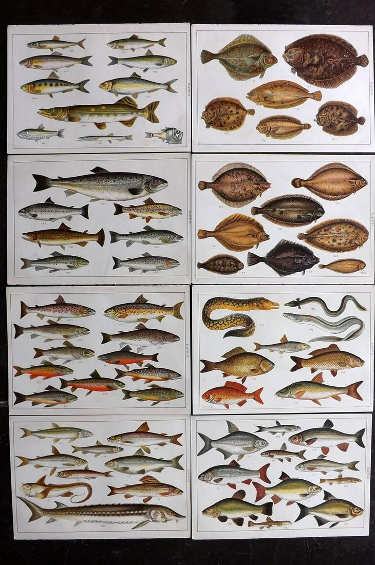 Gordon, W. J. C1900 Lot of 8 Antique Fish Prints: Chromolithographs Published C1900, London for the "Our Country's" Series by W. J. Gordon. Paper Size: 7.5 x 5 inch (19 x 13cm) Good Condition