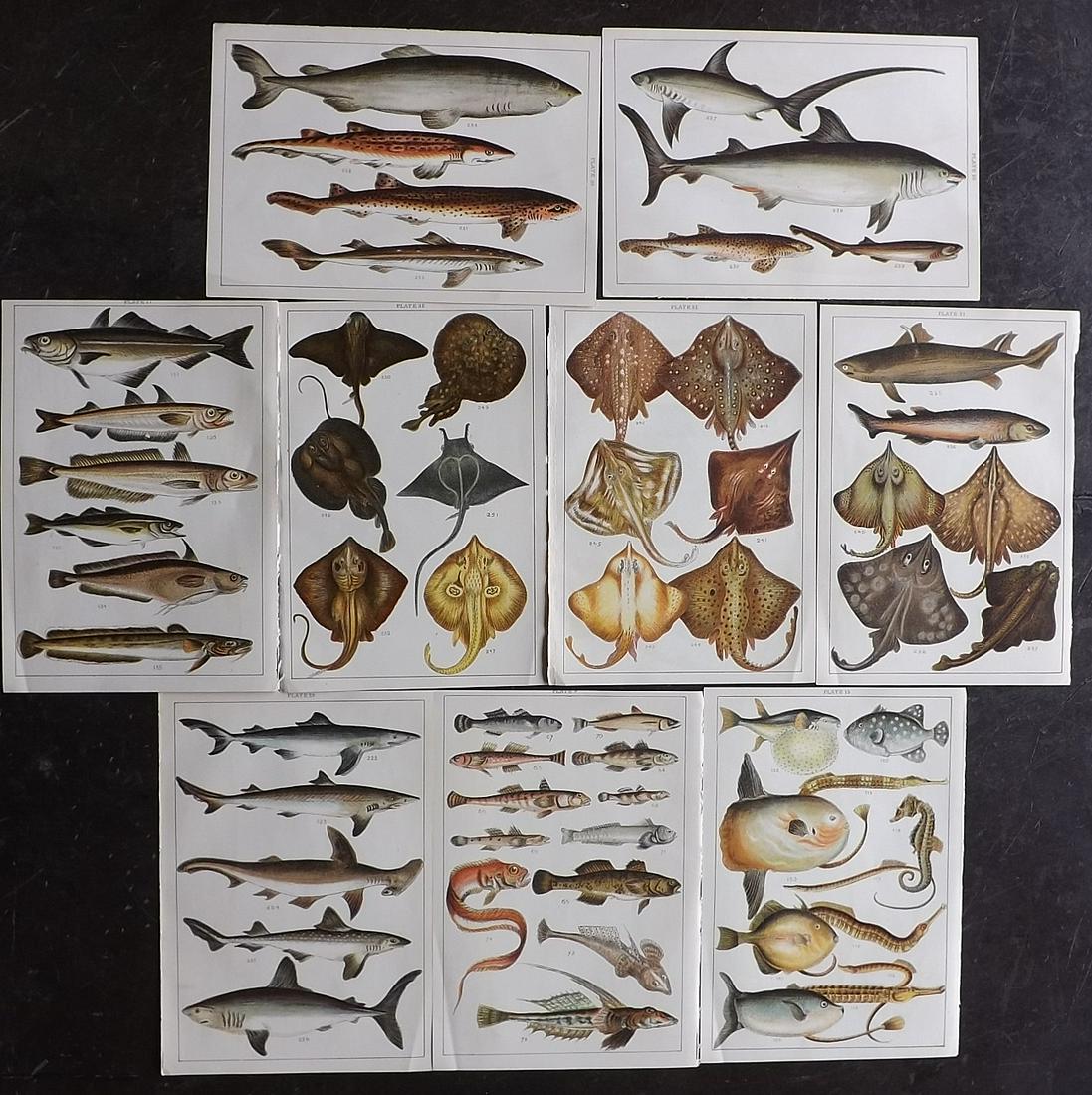 Gordon, W. J. C1900 Lot of 9 Fish & Shark Prints (1 of 2)