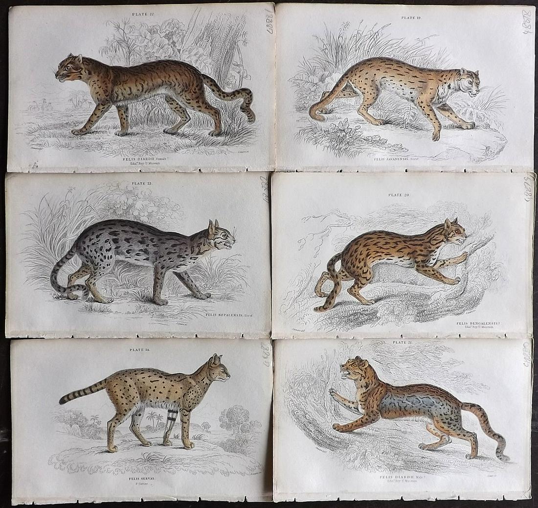 Jardine, William C1840 Lot of 6 HCol Prints. Big Cats (1 of 2)