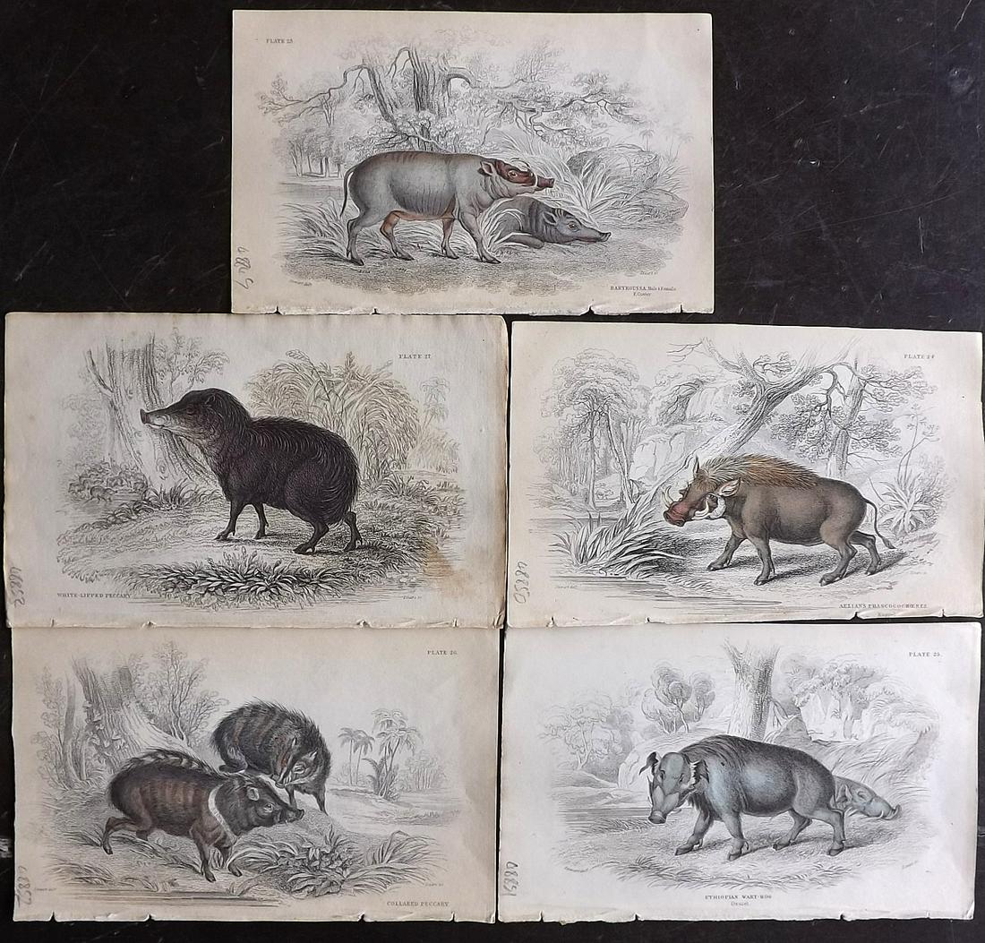 Jardine, William C1840 Lot of 5 HCol Prints. Pigs Hogs (1 of 2)