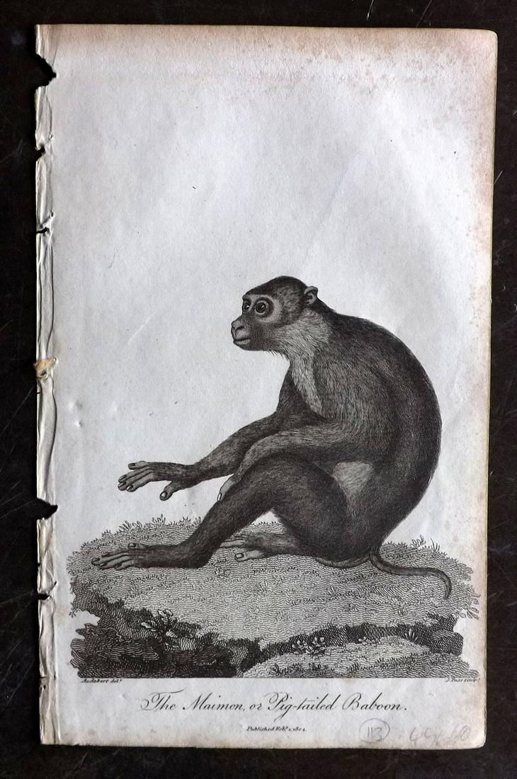 Linnaeus & Sibly C1800 Print. Maimon, Pig Tailed Baboon (1 of 2)