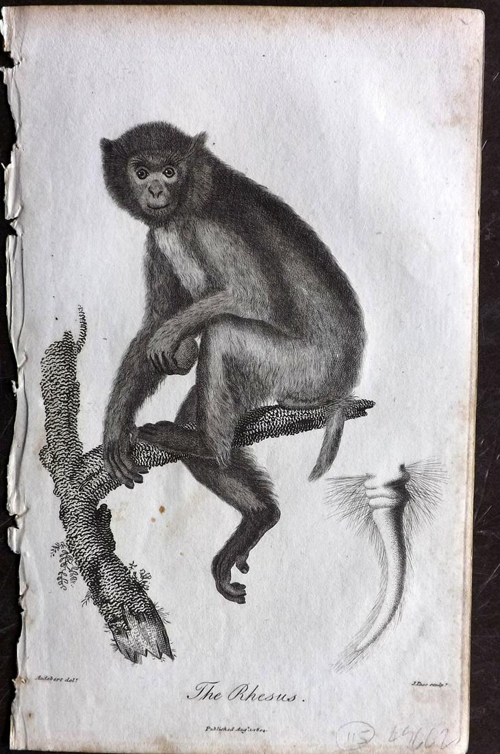 Linnaeus & Sibly C1800 Print. Rhesus Monkey (1 of 2)