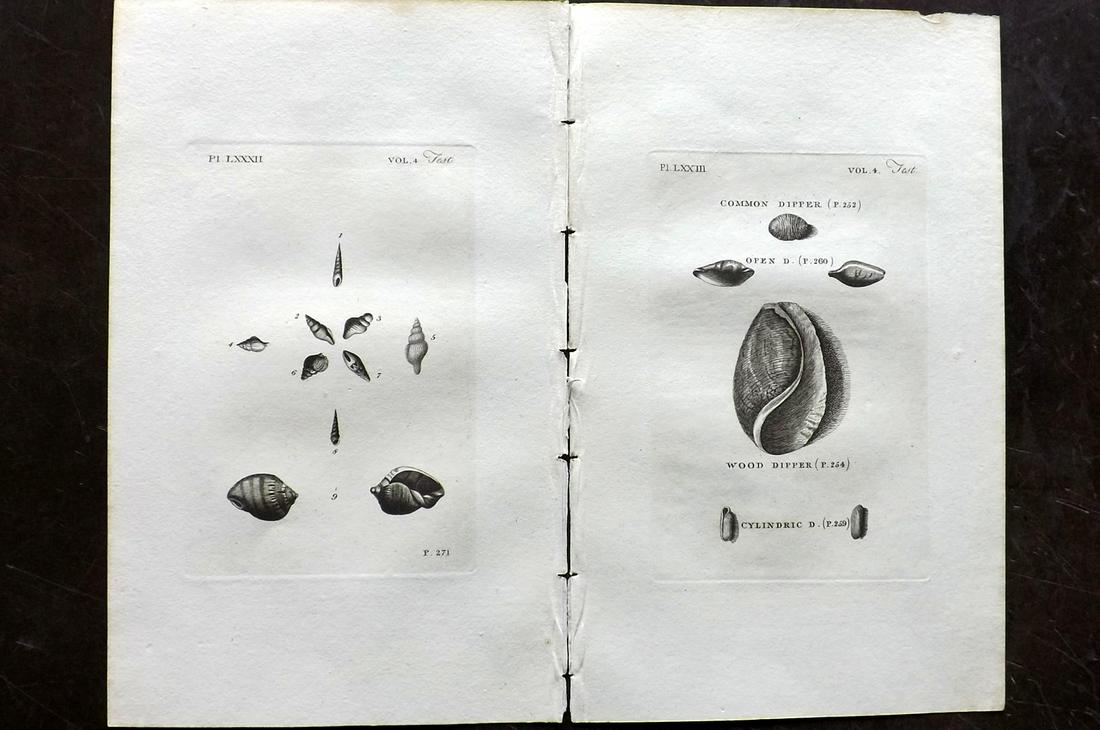 Pennant, Thomas 1812 Pair of Antique Shell Prints (1 of 2)