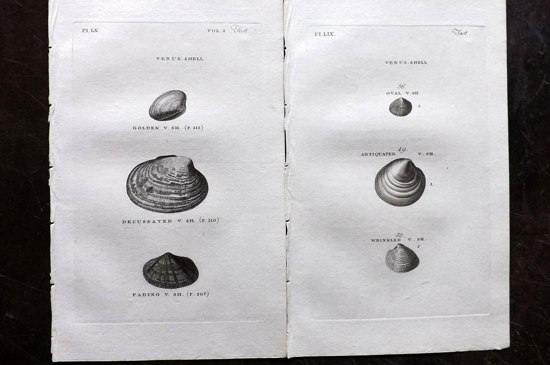 Pennant, Thomas 1812 Pair of Antique Shell Prints: Copper Plates Published 1812, London for "British Zoology" by Thomas Pennant. Paper Size: 9.5 x 6 inch (24 x 15cm) Good Condition