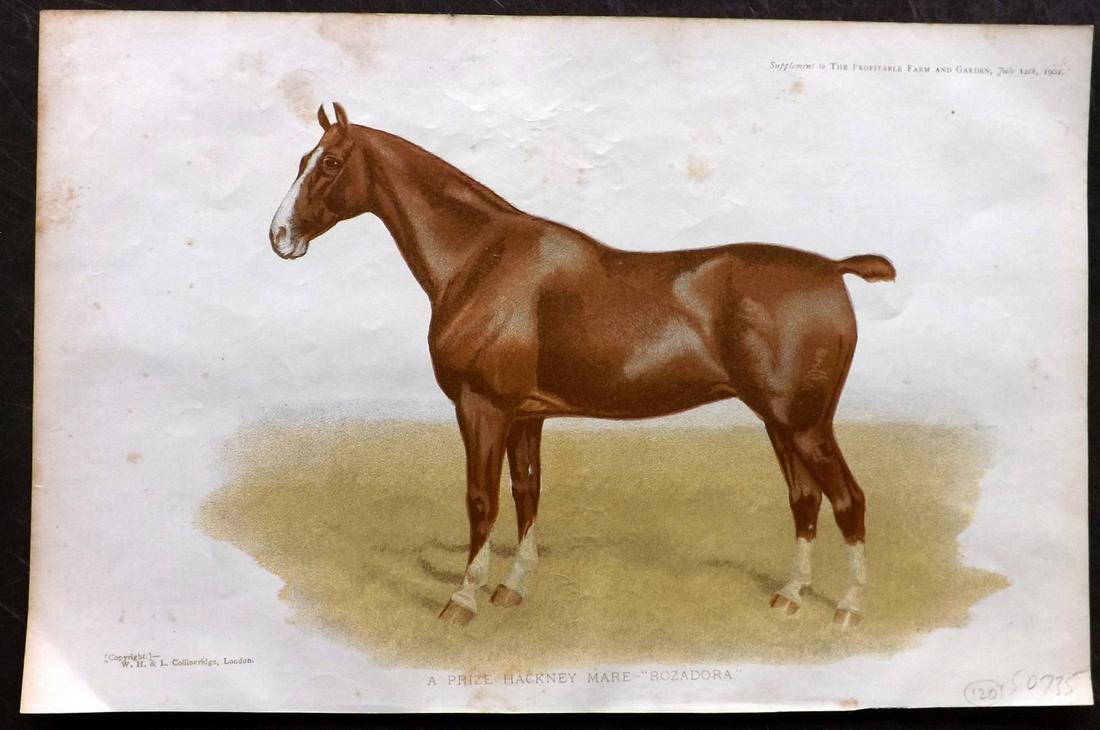 Profitable Farm & Garden 1902 Print. Hackney Mare Horse (1 of 2)