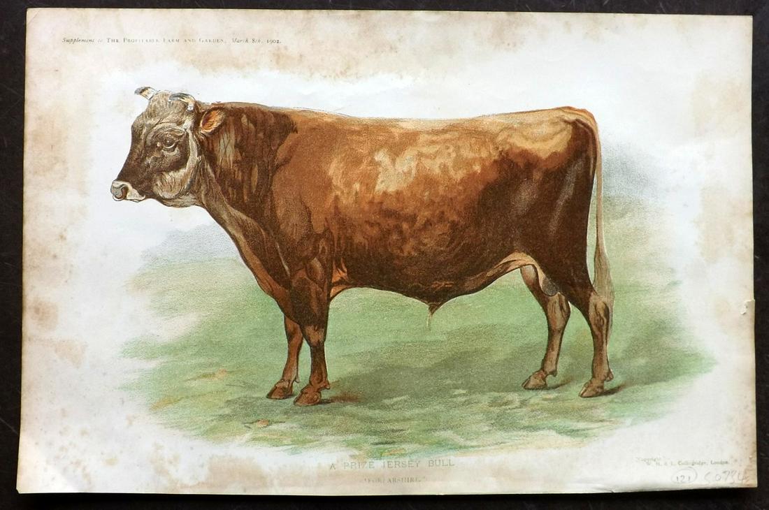 Profitable Farm & Garden 1902 Print. Jersey Bull (1 of 2)