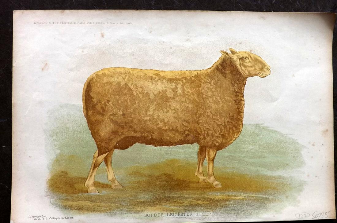 Profitable Farm & Garden 1902 Print. Leicester Sheep (1 of 2)