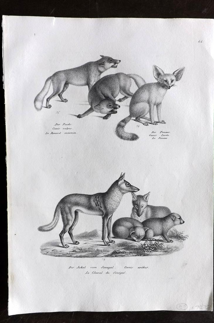 Schinz & Brodtmann 1827 Folio Print. Fox, Fennec, (1 of 2)