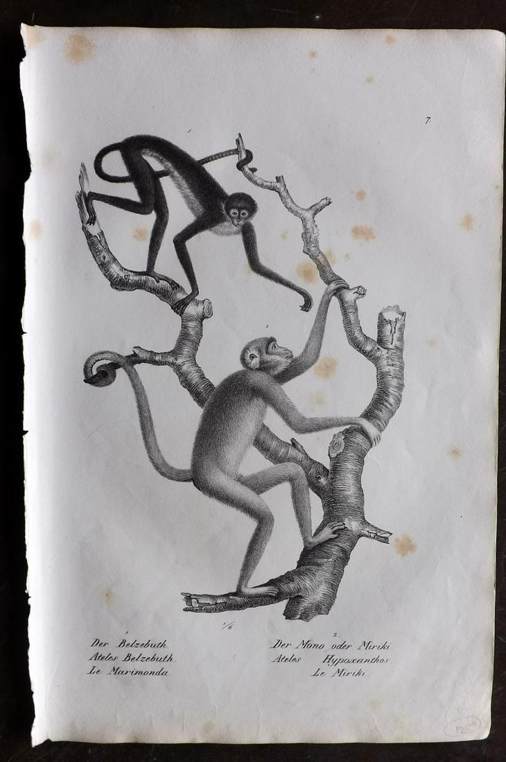 Schinz & Brodtmann 1827 Folio Print. Monkeys: Folio Lithograph Published Zurich 1827 for "Naturhistorische Abbildungen der Saeugethiere" by Heinrich Rudolph Schinz. Lithographed by Karl Joseph Brodtmann. Paper Size: 13 x 9.5 inch (33 x 24cm) Tone