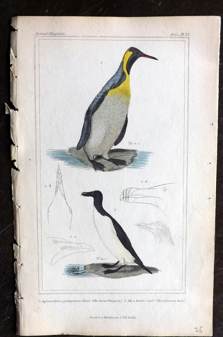 Cuvier, Baron 1837 HC Print. Extinct Great Auk, Penguin: Hand Colored Steel Engraving/Etching Published 1834-7 by G. Henderson, London for "The Animal Kingdom, Arranged According to its Organization and an Introduction to Comparative Anatomy..." by the Baro