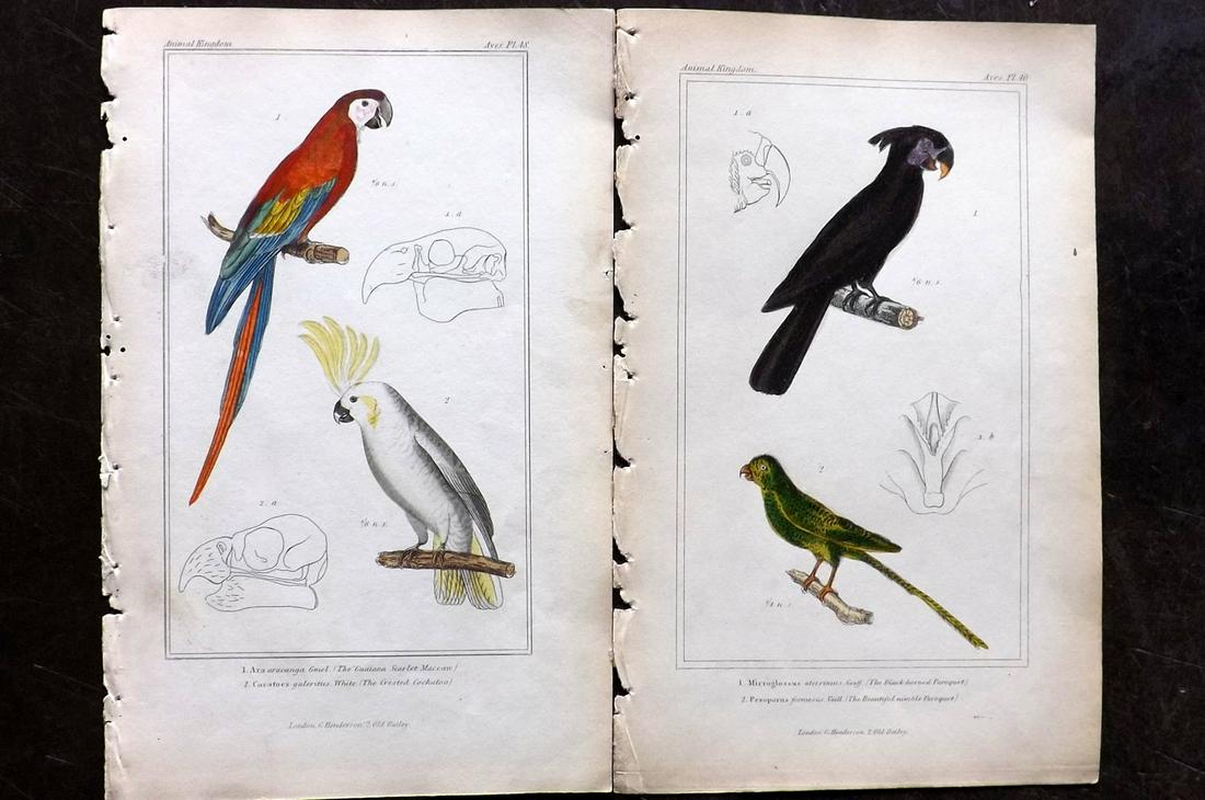 Cuvier, Baron 1837 Pair HC Bird Prints. Parrot Cockatoo (1 of 2)