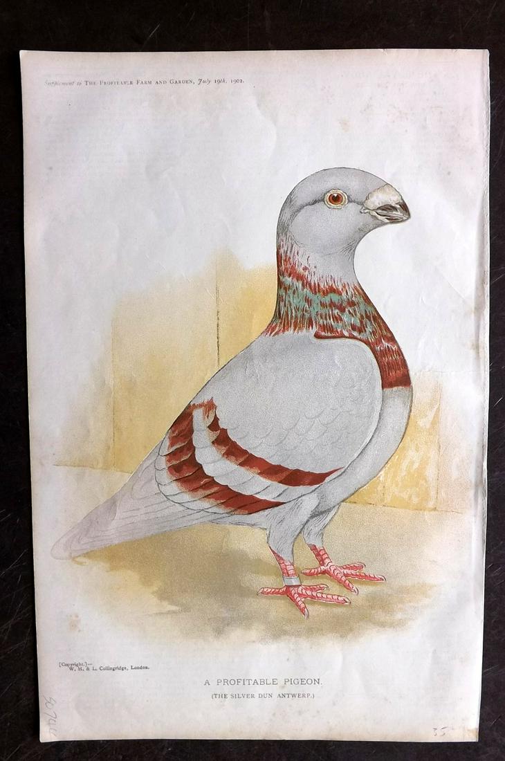 Profitable Farm & Garden 1902 Print. Antwerp Pigeon (1 of 2)