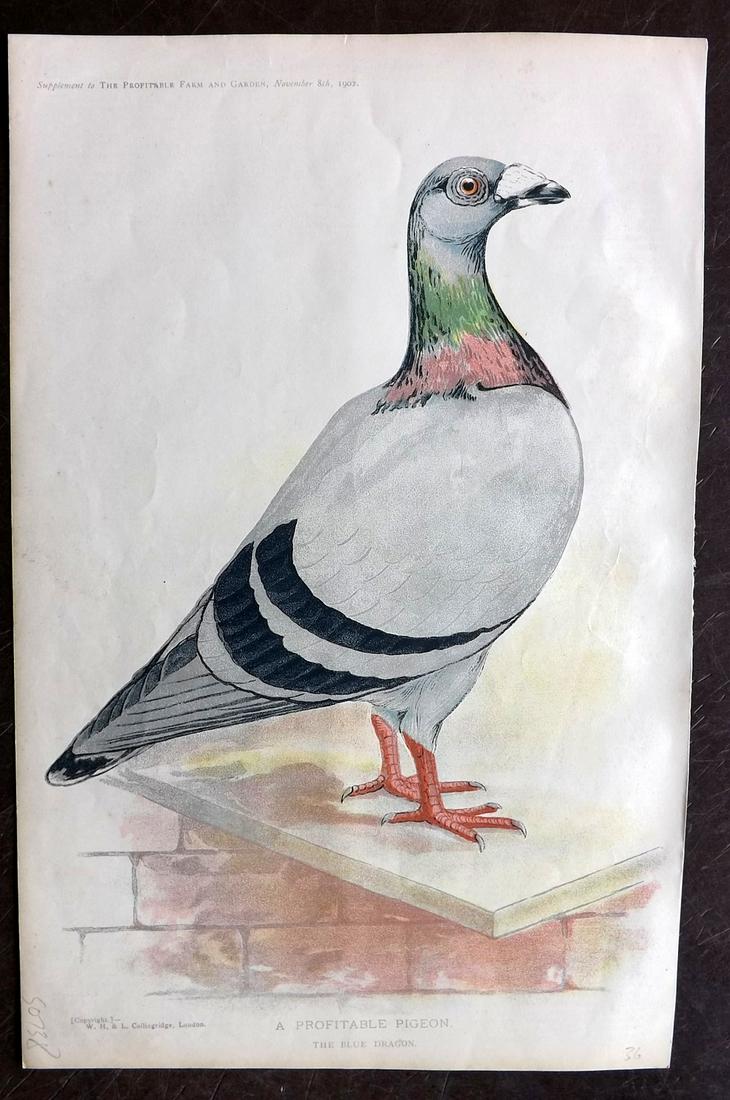 Profitable Farm & Garden 1902 Print. Dragon Pigeon (1 of 2)