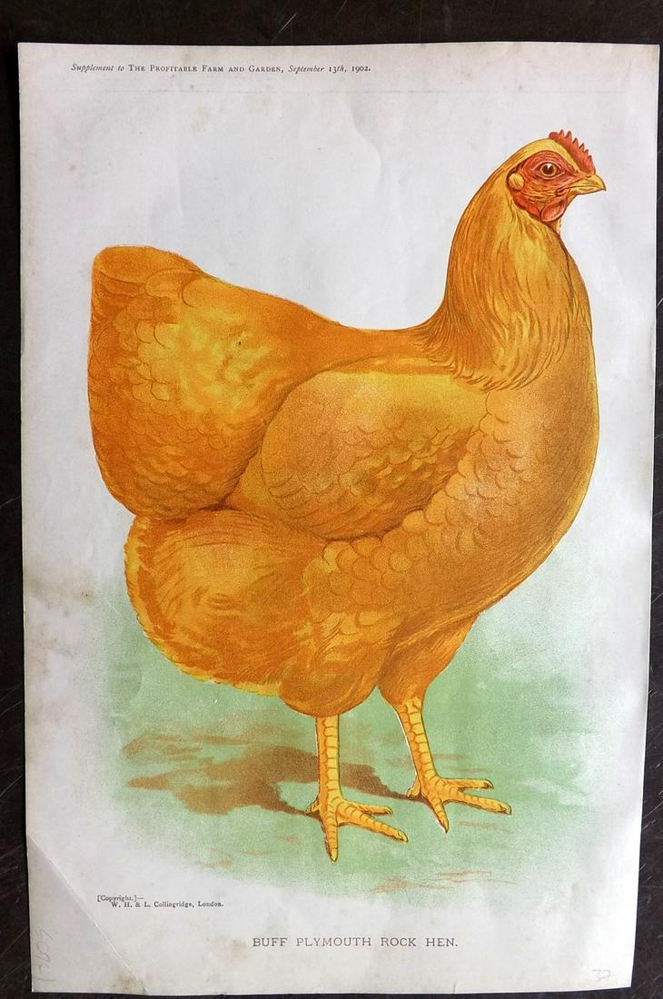 Profitable Farm & Garden 1902 Print. Rock Hen Poultry (1 of 2)