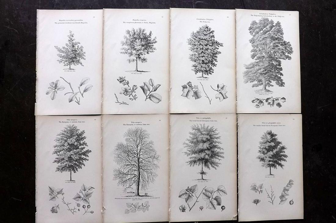 Loudon, John 1844 Lot of 8 Antique Tree Prints (1 of 2)