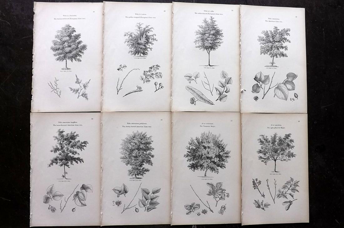 Loudon, John 1844 Lot of 8 Antique Tree Prints (1 of 2)