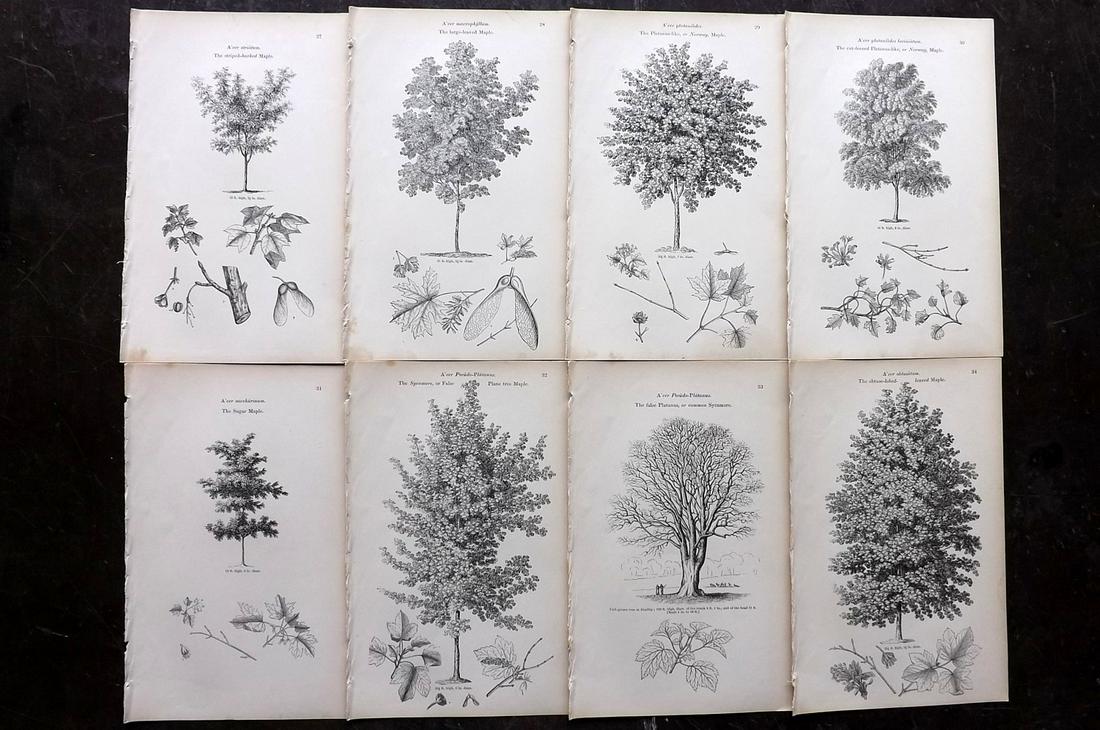 Loudon, John 1844 Lot of 8 Antique Tree Prints: Woodblocks Published 1844, London for "Arboretum et Fruticetum Britannicum; or, The Trees and Shrubs of Britain" by John Claudius Loudon. Good Paper, reverse side blank. Paper Size: 8.5 x 5.5 inch (22