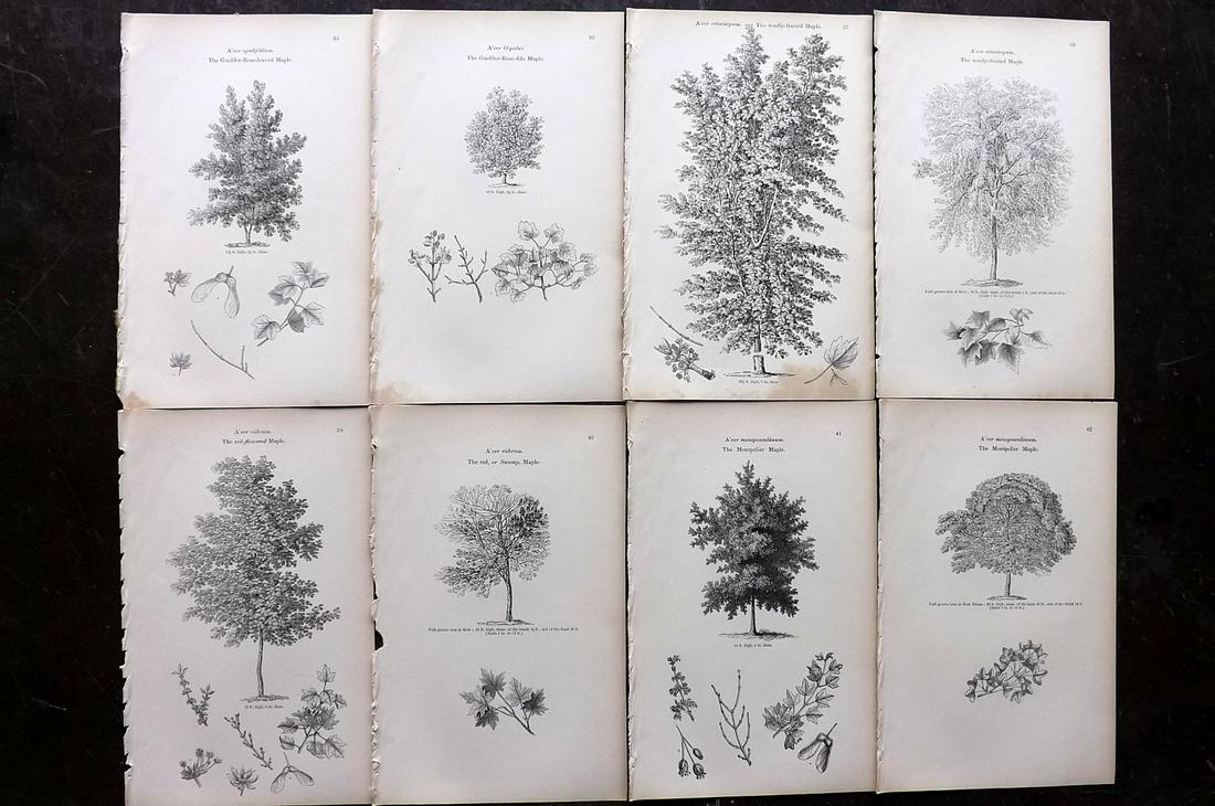 Loudon, John 1844 Lot of 8 Antique Tree Prints: Woodblocks Published 1844, London for "Arboretum et Fruticetum Britannicum; or, The Trees and Shrubs of Britain" by John Claudius Loudon. Good Paper, reverse side blank. Paper Size: 8.5 x 5.5 inch (22