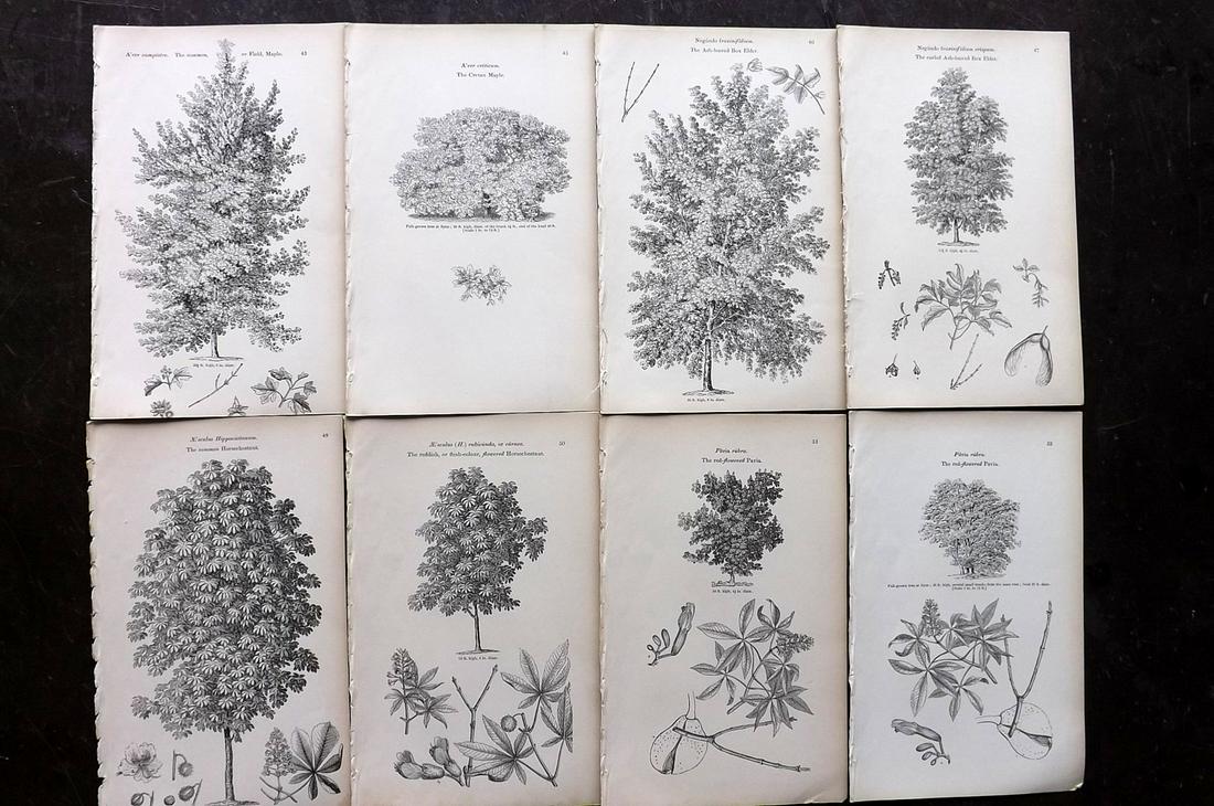 Loudon, John 1844 Lot of 8 Antique Tree Prints: Woodblocks Published 1844, London for "Arboretum et Fruticetum Britannicum; or, The Trees and Shrubs of Britain" by John Claudius Loudon. Good Paper, reverse side blank. Paper Size: 8.5 x 5.5 inch (22