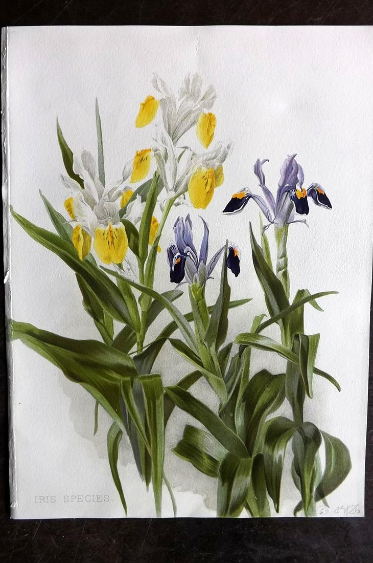 Moon, Henry 1905 Pair of Folio Botanical Print. Iris (1 of 2)
