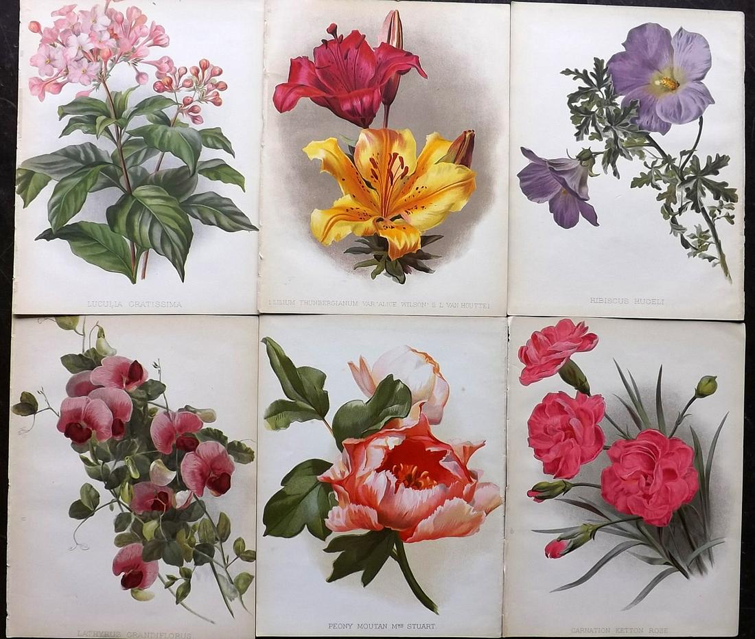 Nicholson, George C1890 Lot of 6 Botanical Prints (1 of 2)