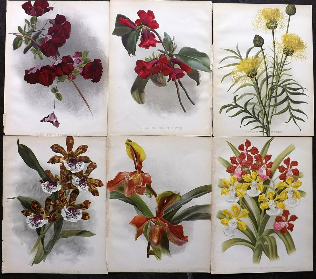Nicholson, George C1890 Lot of 6 Botanical Prints (1 of 2)