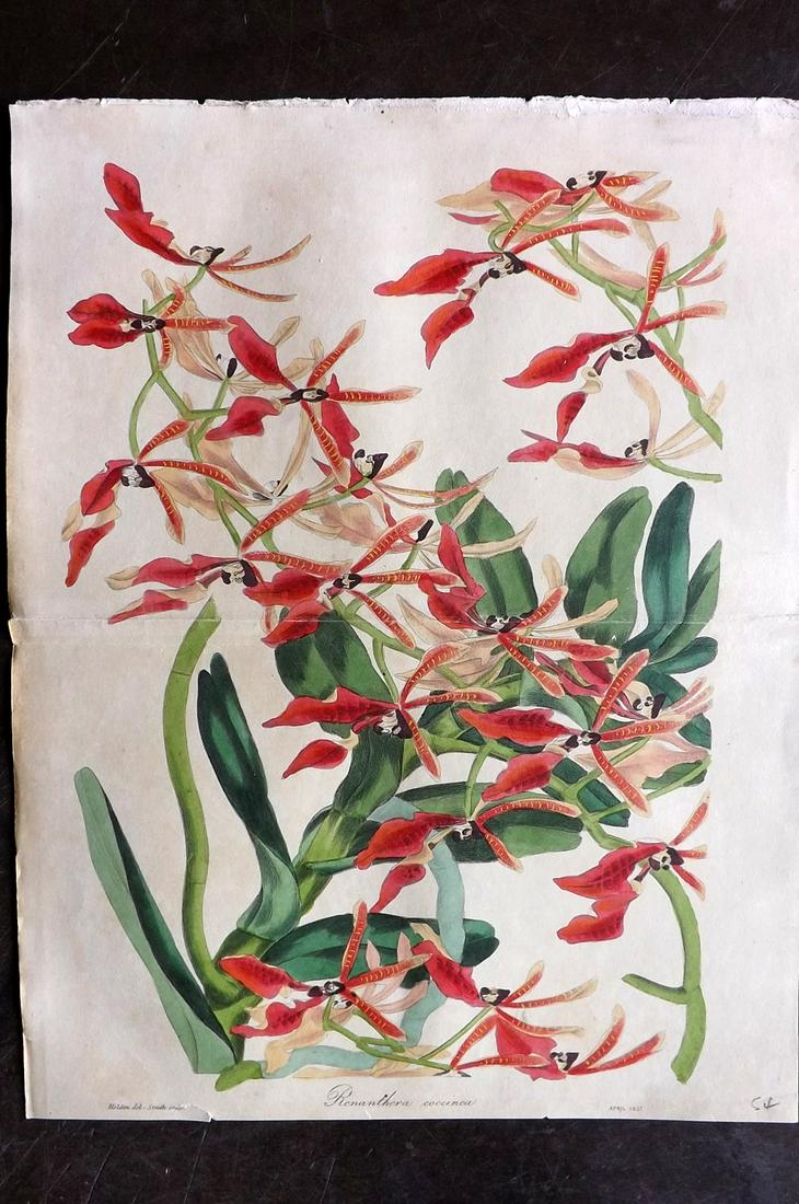 Paxton, Joseph 1834 HC Double Botanical. Renanthera: Hand Colored Etching Published 1834-49, London for "Paxton's Magazine of Botany" by Joseph Paxton. Centre fold as published. Paper Size: 12 x 9.5 inch (31 x 24cm) Minor toning, tiny bottom margin tear