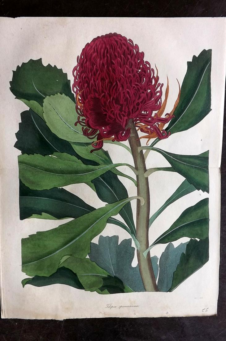 Paxton, Joseph 1834 HC Double Botanical. Telopea (1 of 2)