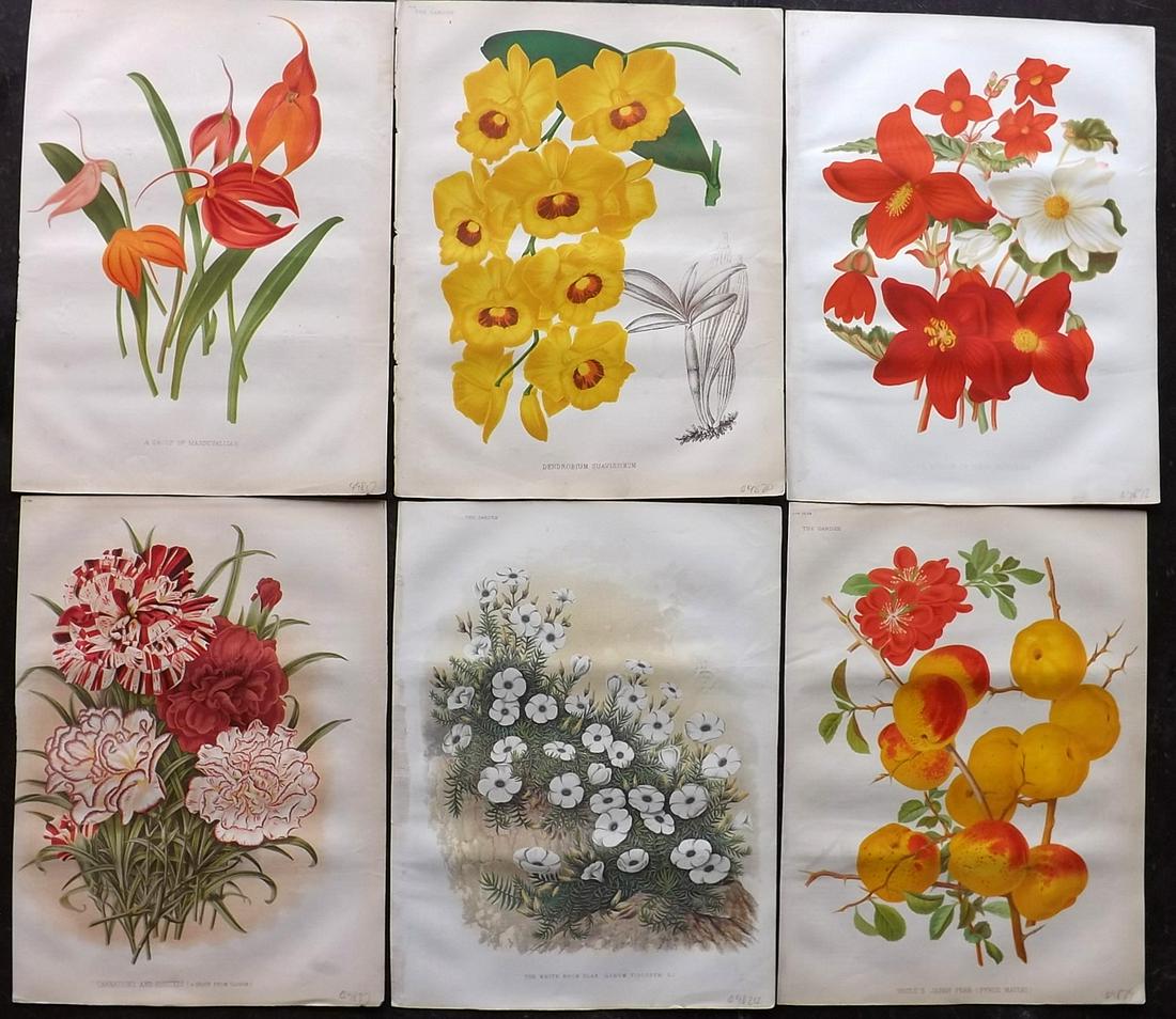 The Garden 1878 Lot of 6 Botanical Prints: Chromolithographs Published 1872-1927, London for "The Garden. An Illustrated Weekly Journal of Horticulture in all its Branches" Edited by William Robinson and others. Paper Size: 11.5 x 9 inch (29 x