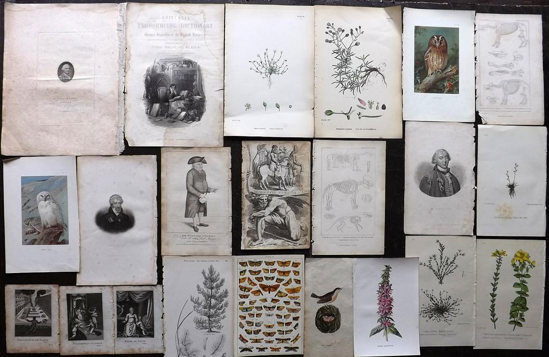 Mixed Prints 19th Cent. Lot of 20 Engravings & Lithos: Incl Birds, Natural History, Botanical, Religious and Portraits. Paper Size: Up to 11.5 x 9 inch (29 x 23cm) Some faults, many in good condition.