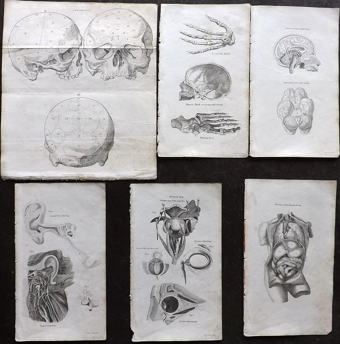 Shaw, Simeon 1823 Lot of 6 Anatomy Prints: Copper Plates Published 1823, London for "Nature Displayed in the Heavens, and on the Earth" by Simeon Shaw. Paper Size: 8 x 4.5 inch (20 x 12cm) and one larger 9 x 8 inch (23 x 20cm) Minor toning, ot