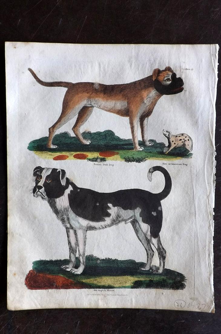 Buffon & Smellie C1821 HC Print Bulldog English Mastiff: Hand Colored Copper Plate Published C1821 by Thomas Kelly, London for "A Natural History, General and Particular..." by The Comte de Buffon and William Smellie. Paper Size: 10 x 8 inch (26 x 21cm) Ver