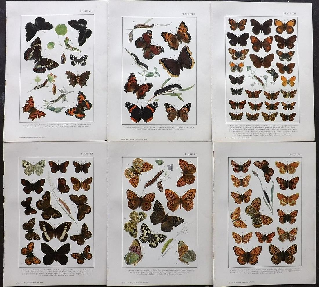 Kirby, William 1895 Lot of 6 Antique Butterfly Prints (1 of 2)