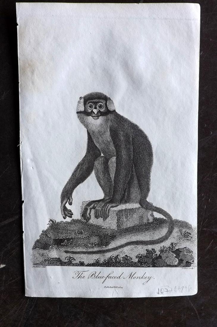Linnaeus & Sibly C1800 Print. Blue Faced Monkey (1 of 2)